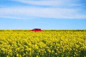 Red car in blossom rapeseed field | Rad Air Complete Car Care Red car in blossom rapeseed field